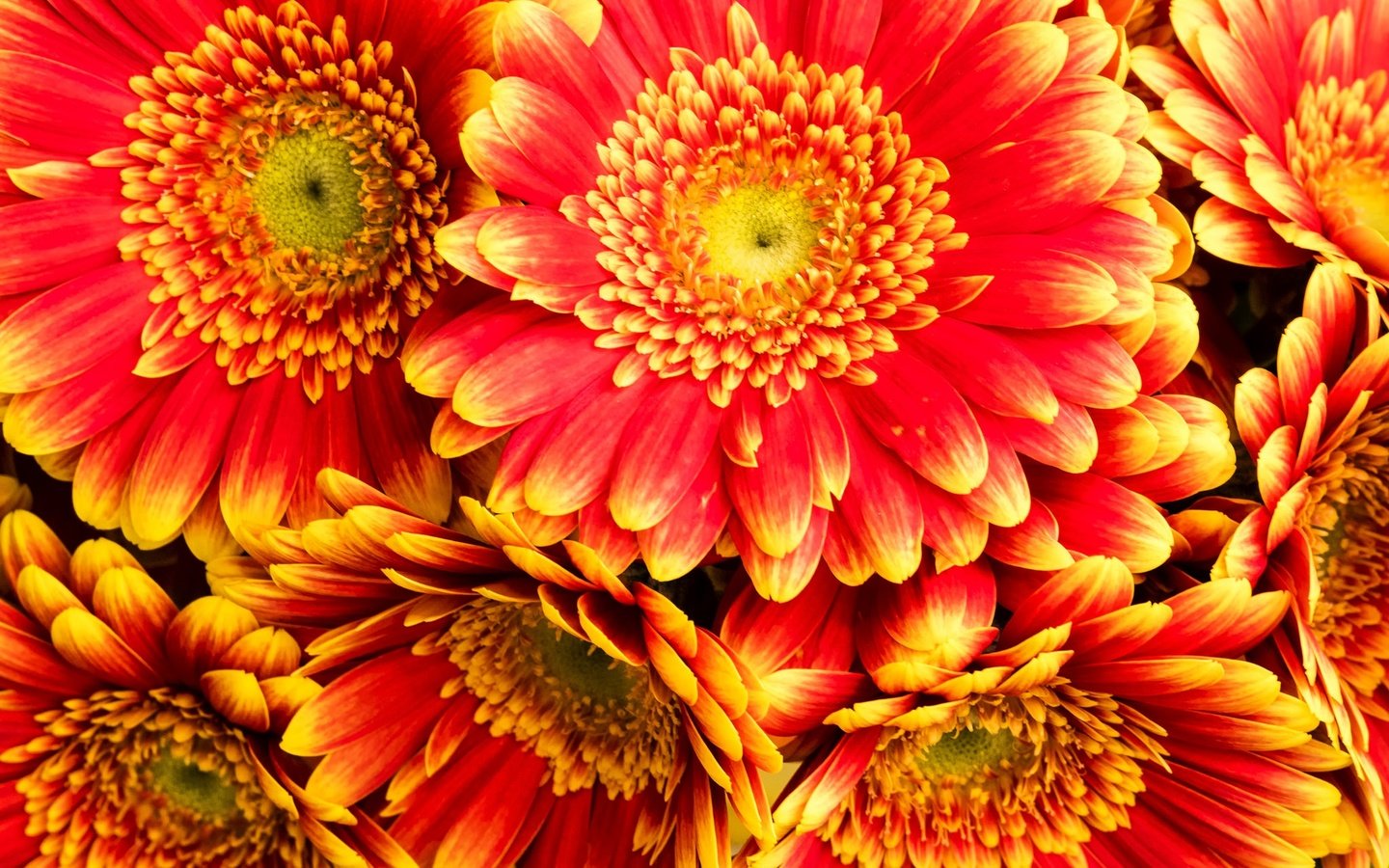 Обои цветы, макро, лепестки, гербера, крупным планом, flowers, macro, petals, gerbera, closeup разрешение 2048x1365 Загрузить