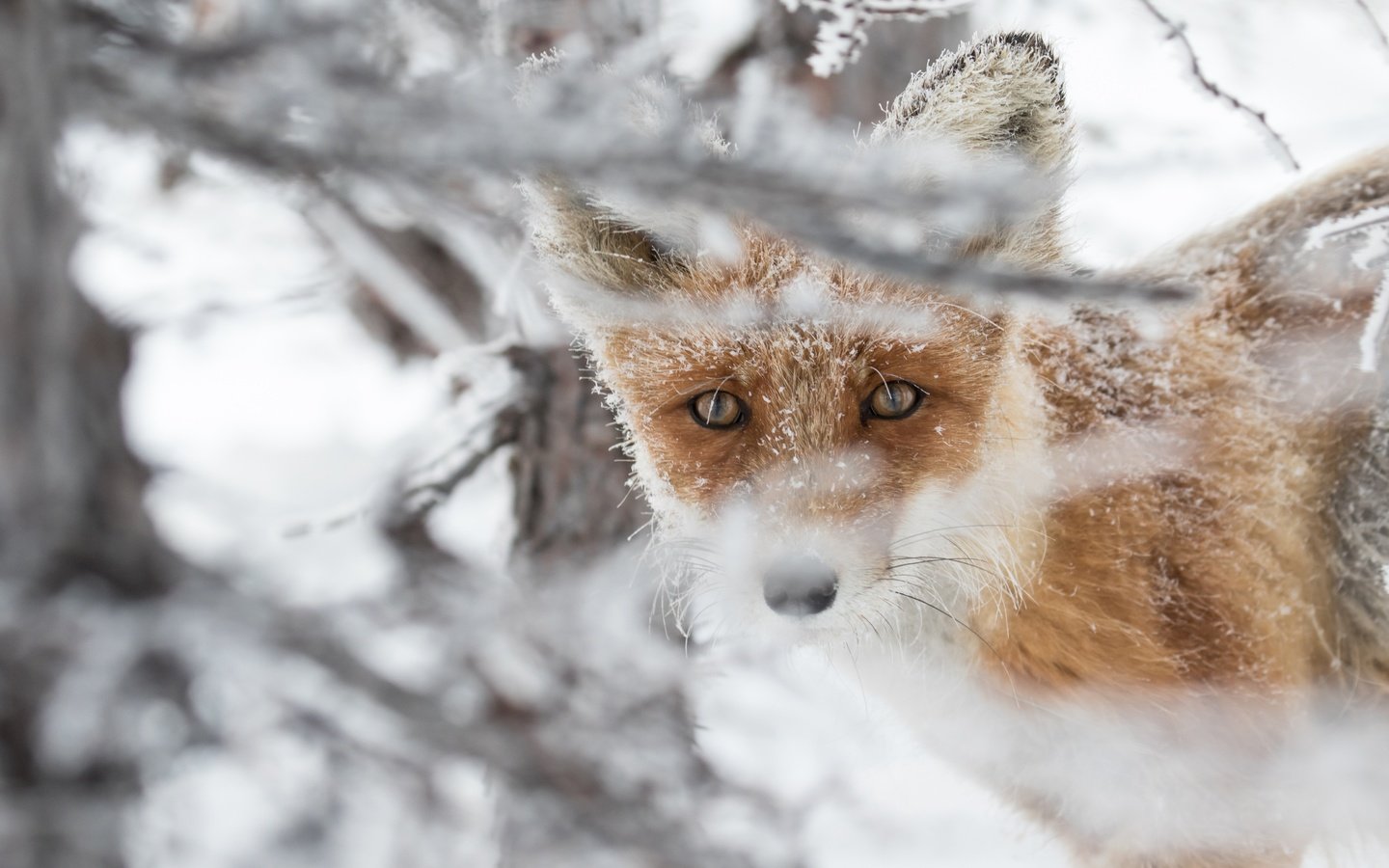 Обои морда, снег, взгляд, рыжая, лиса, лисица, животное, face, snow, look, red, fox, animal разрешение 4978x3319 Загрузить