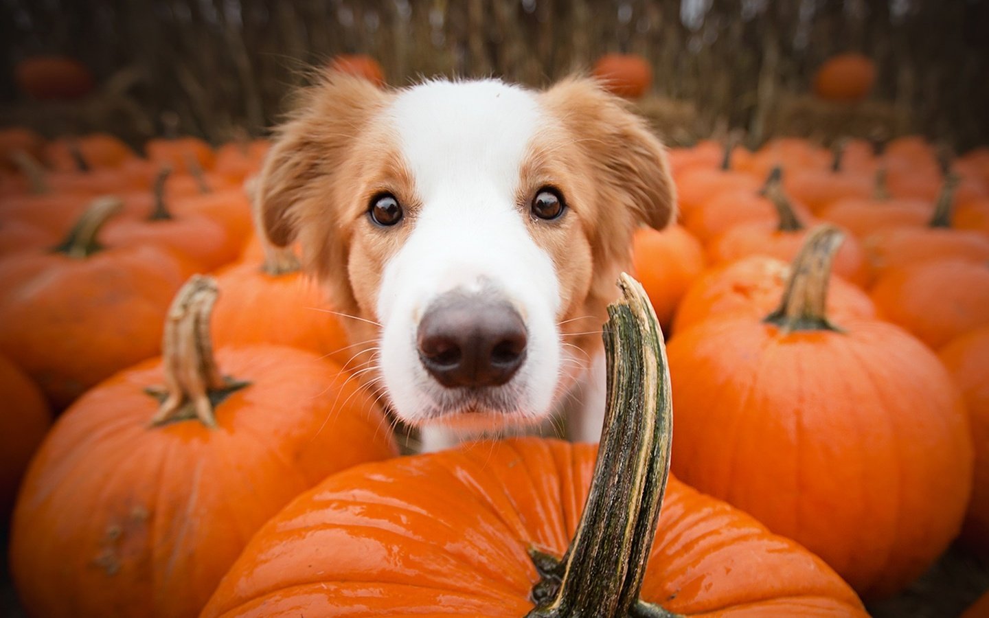 Обои морда, взгляд, собака, друг, тыквы, alicja zmysłowska, face, look, dog, each, pumpkin разрешение 1920x1080 Загрузить