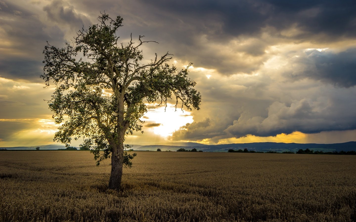 Обои небо, облака, природа, дерево, пейзаж, поле, солнечный свет, the sky, clouds, nature, tree, landscape, field, sunlight разрешение 2560x1707 Загрузить