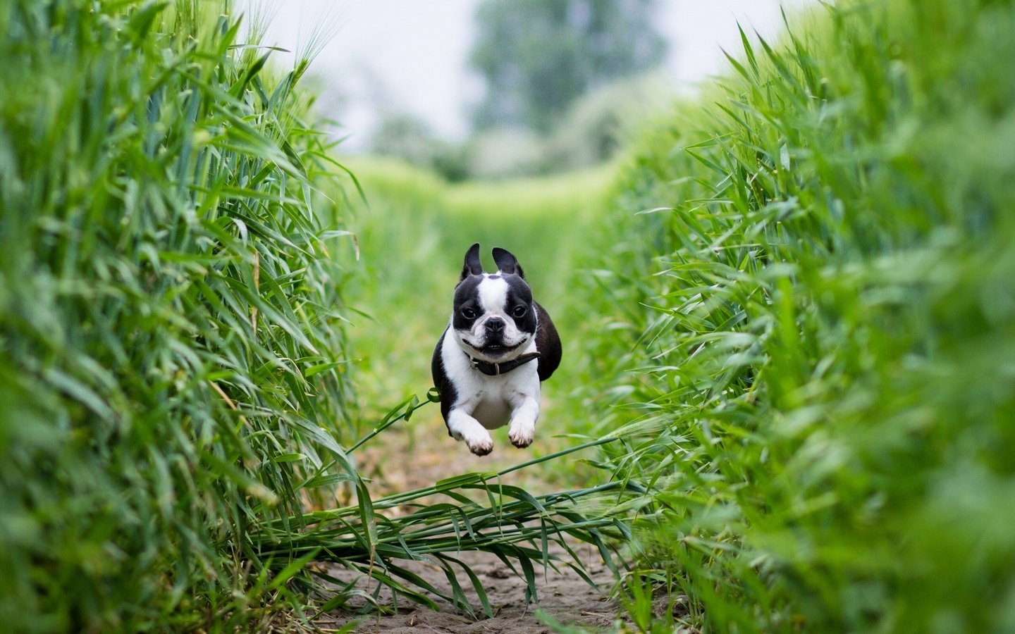 Обои поле, собака, тропинка, бег, бостон-терьер, field, dog, path, running, boston terrier разрешение 2561x1600 Загрузить