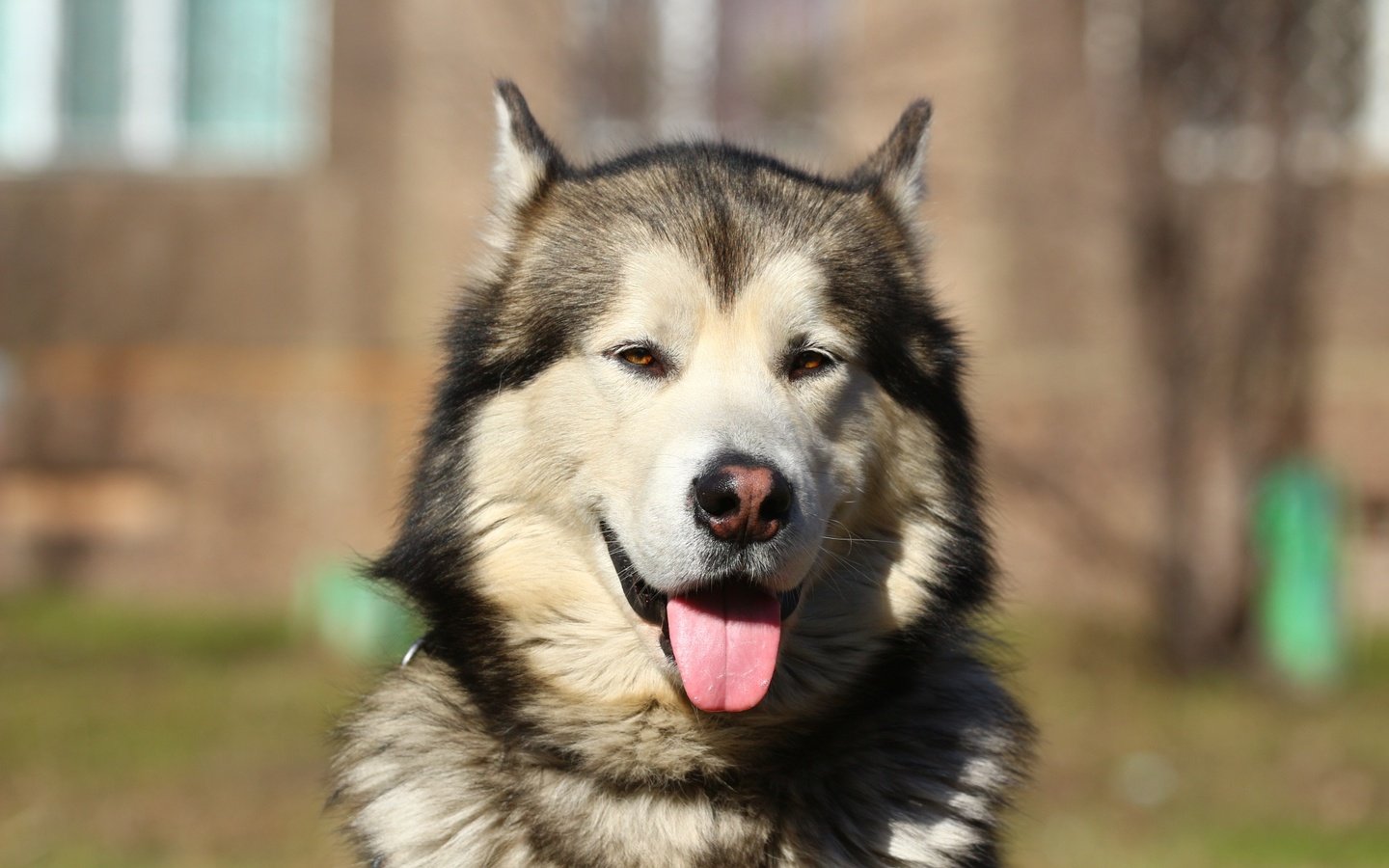 Обои портрет, собака, хаски, язык, маламут, аляскинский маламут, portrait, dog, husky, language, malamute, alaskan malamute разрешение 1920x1280 Загрузить