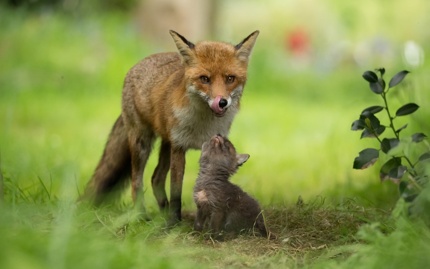 Обои природа, фон, лиса, лисенок, лисы, nature, background, fox разрешение 2048x1365 Загрузить