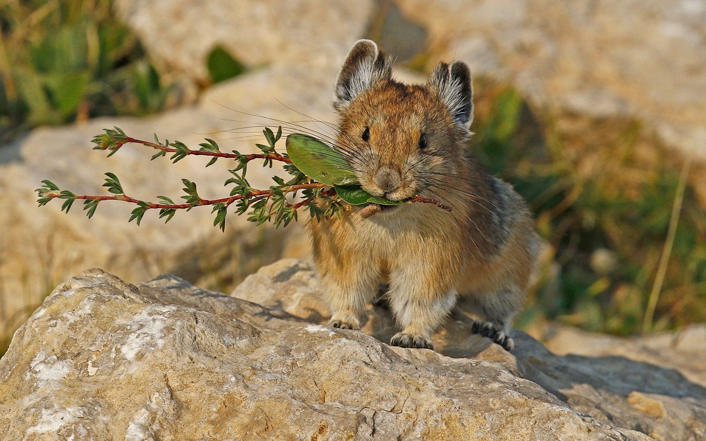 Обои природа, мышь, грызун, пищуха, nature, mouse, rodent, pika разрешение 2048x1383 Загрузить