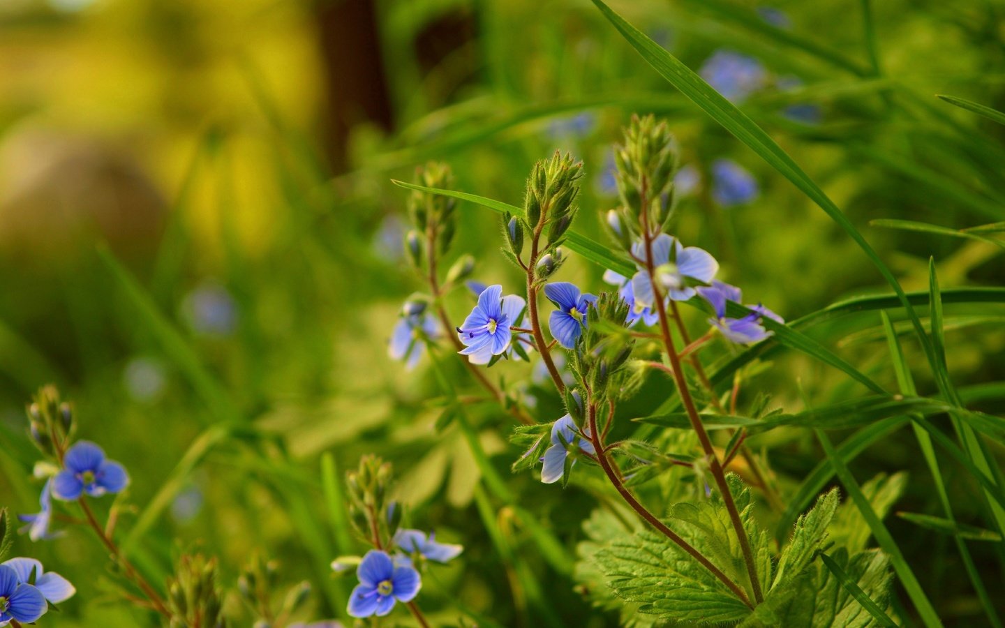 Обои трава, природа, весна, голубые цветы, вероника дубравная, grass, nature, spring, blue flowers, veronica dubravnaya разрешение 3000x1892 Загрузить