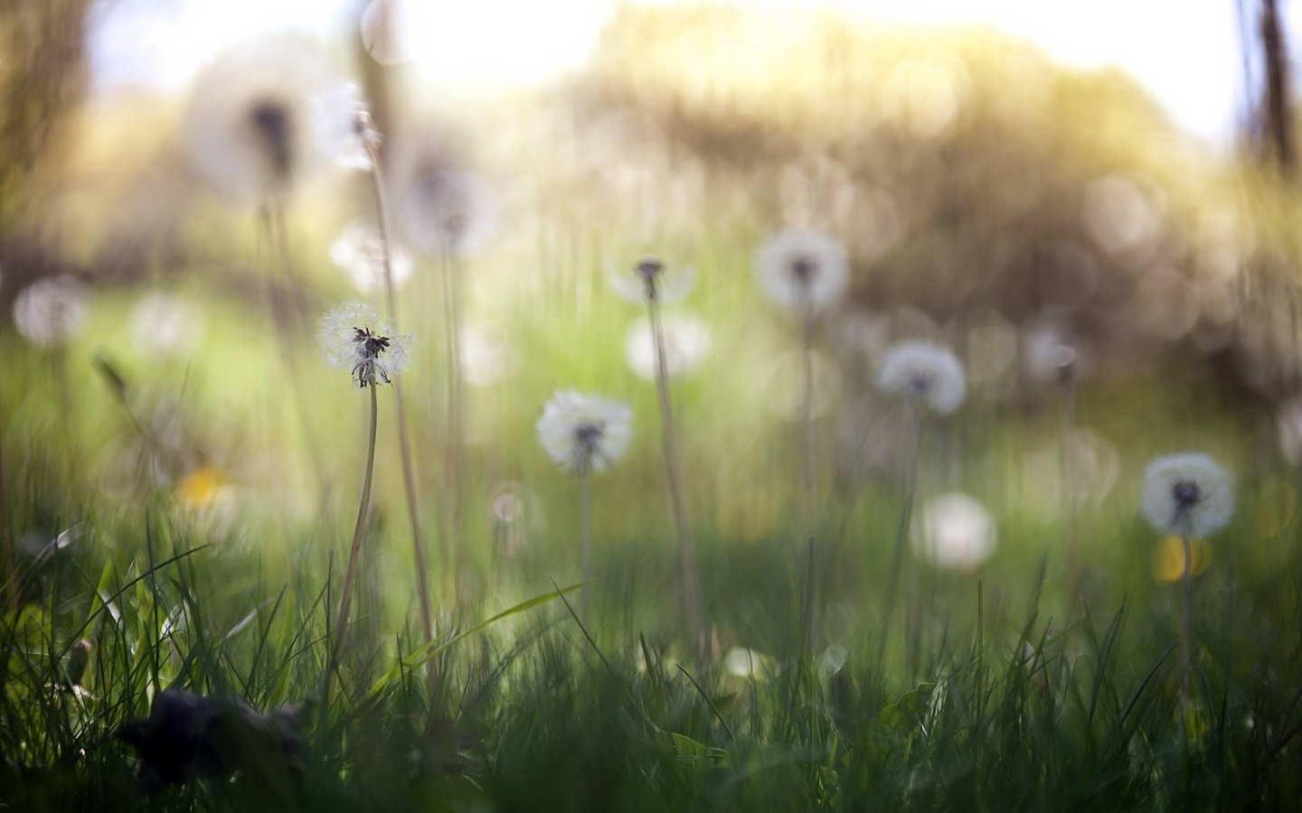 Обои цветы, трава, природа, весна, одуванчики, flowers, grass, nature, spring, dandelions разрешение 2560x1707 Загрузить