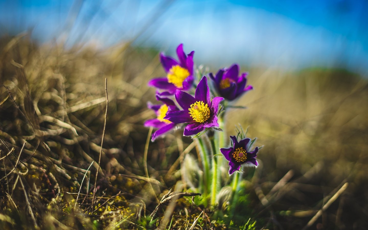 Обои цветы, природа, весна, сон-трава, прострел, flowers, nature, spring, sleep-grass, cross разрешение 2560x1707 Загрузить