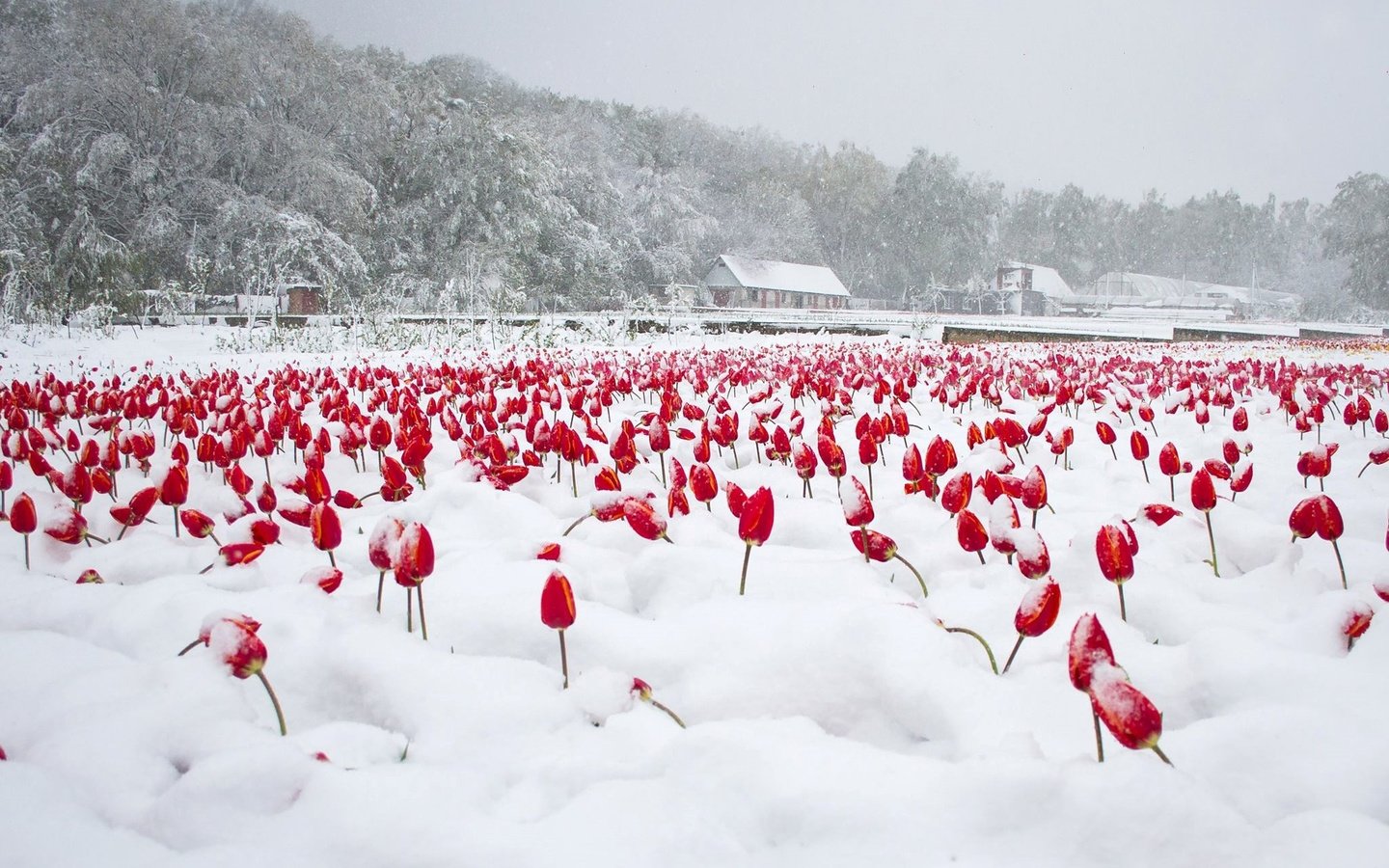 Обои цветы, деревья, снег, дома, тюльпаны, flowers, trees, snow, home, tulips разрешение 2048x1281 Загрузить