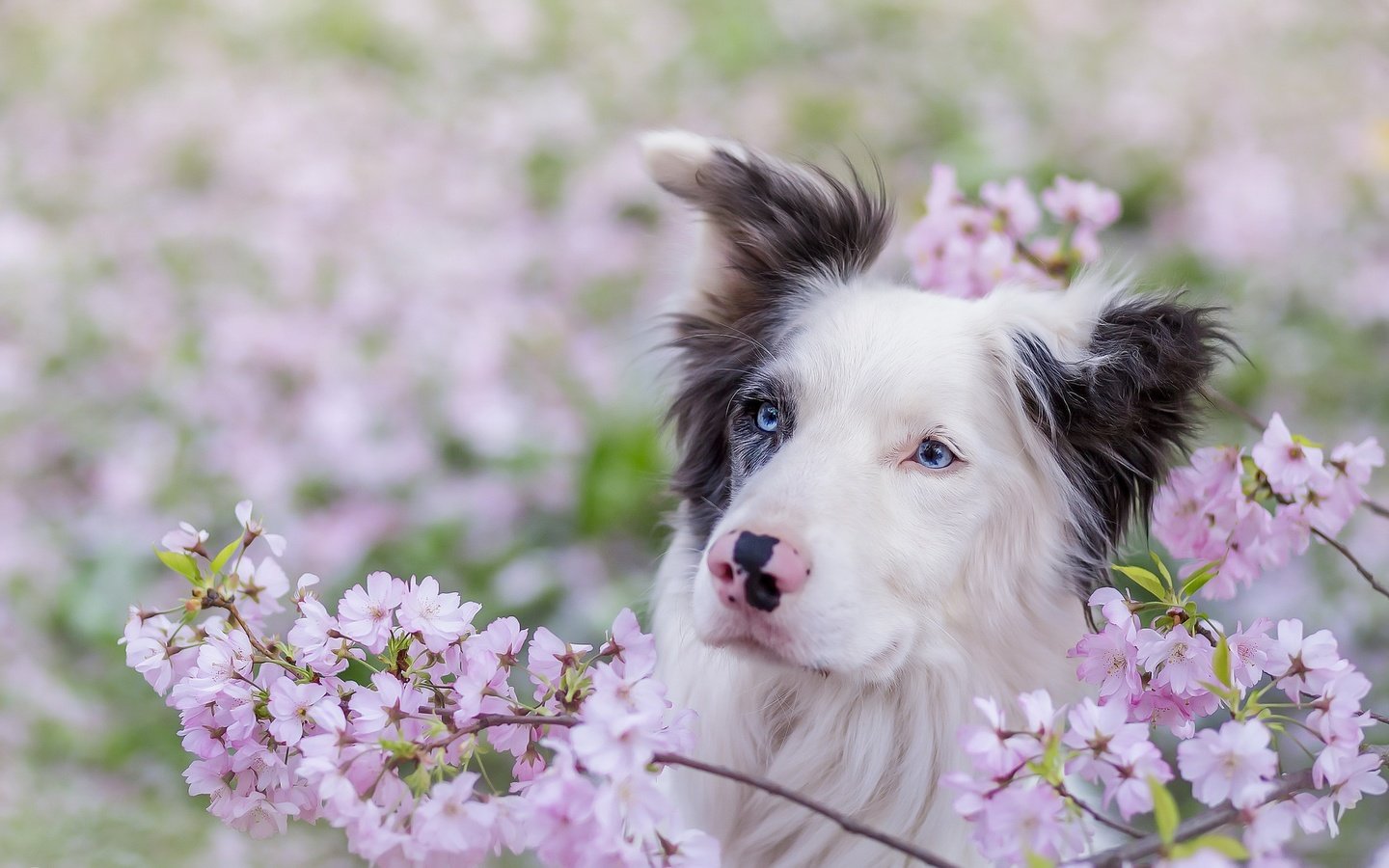 Обои глаза, взгляд, собака, весна, друг, бордер-колли, eyes, look, dog, spring, each, the border collie разрешение 2048x1234 Загрузить