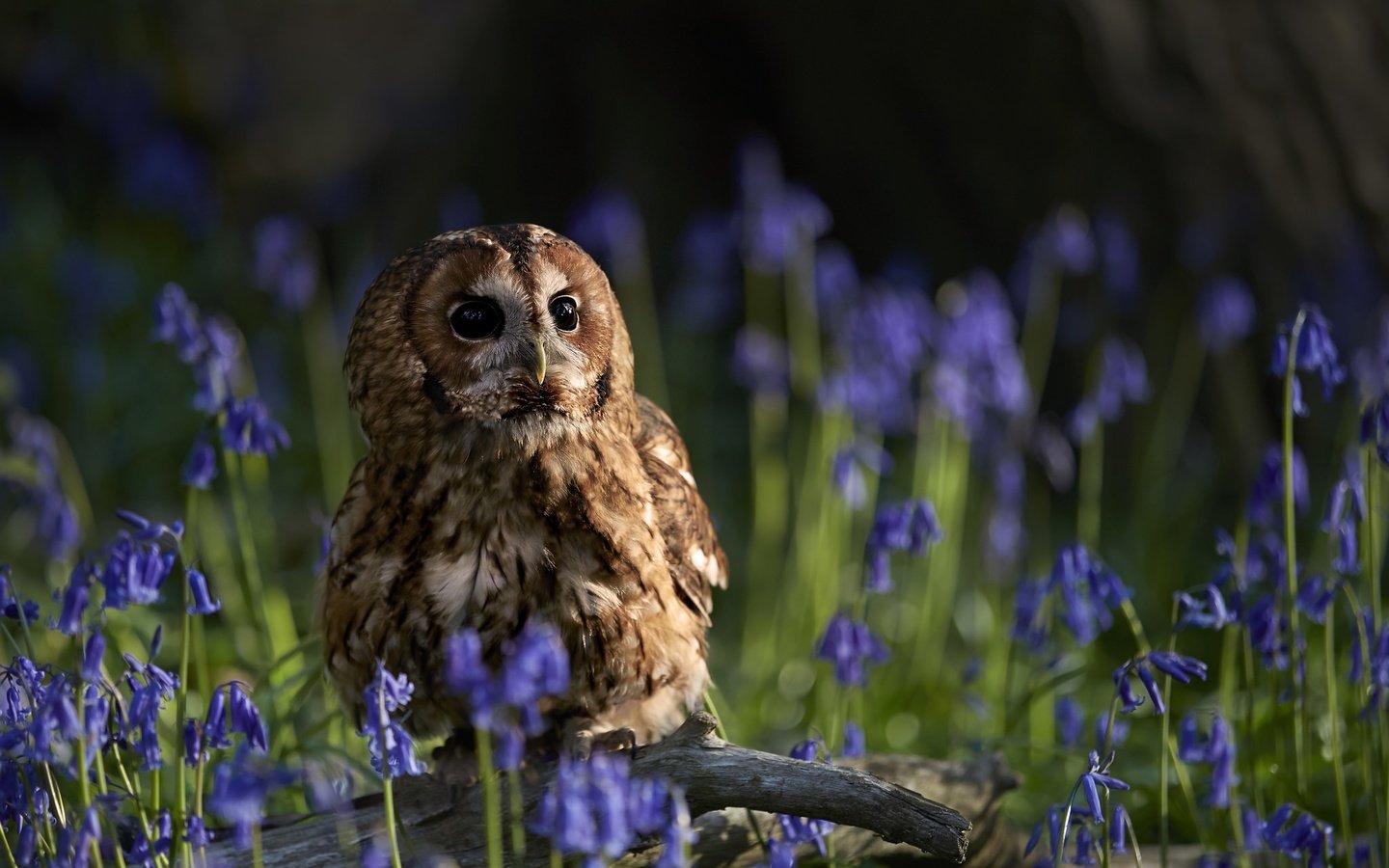 Обои цветы, сова, птицы, колокольчики, коряга, неясыть, flowers, owl, birds, bells, snag разрешение 2048x1507 Загрузить