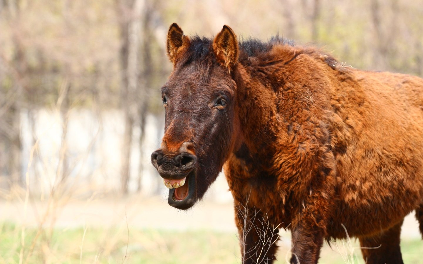 Обои лошадь, конь, степь, смех, жеребенок, horse, the steppe, laughter, foal разрешение 1920x1280 Загрузить