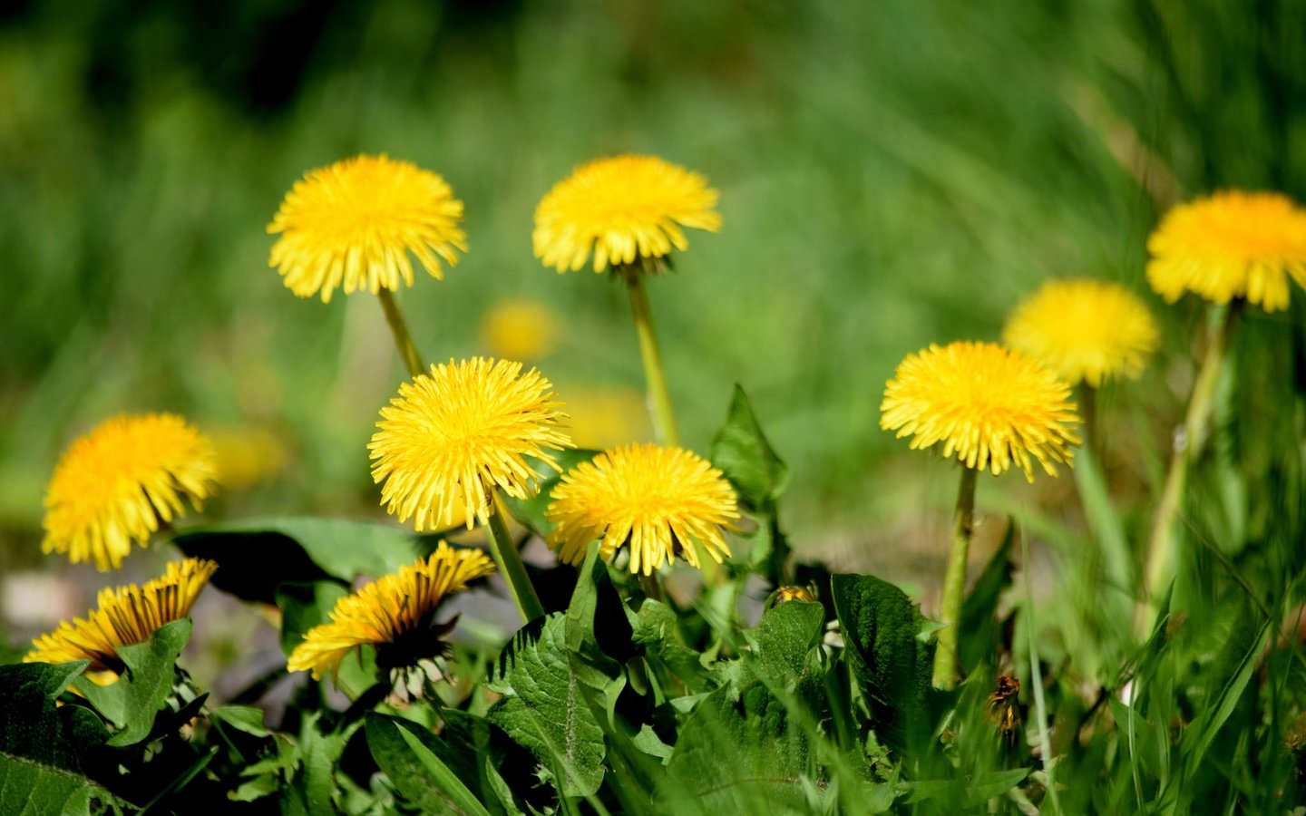 Обои цветы, трава, одуванчики, желтые, flowers, grass, dandelions, yellow разрешение 2048x1365 Загрузить