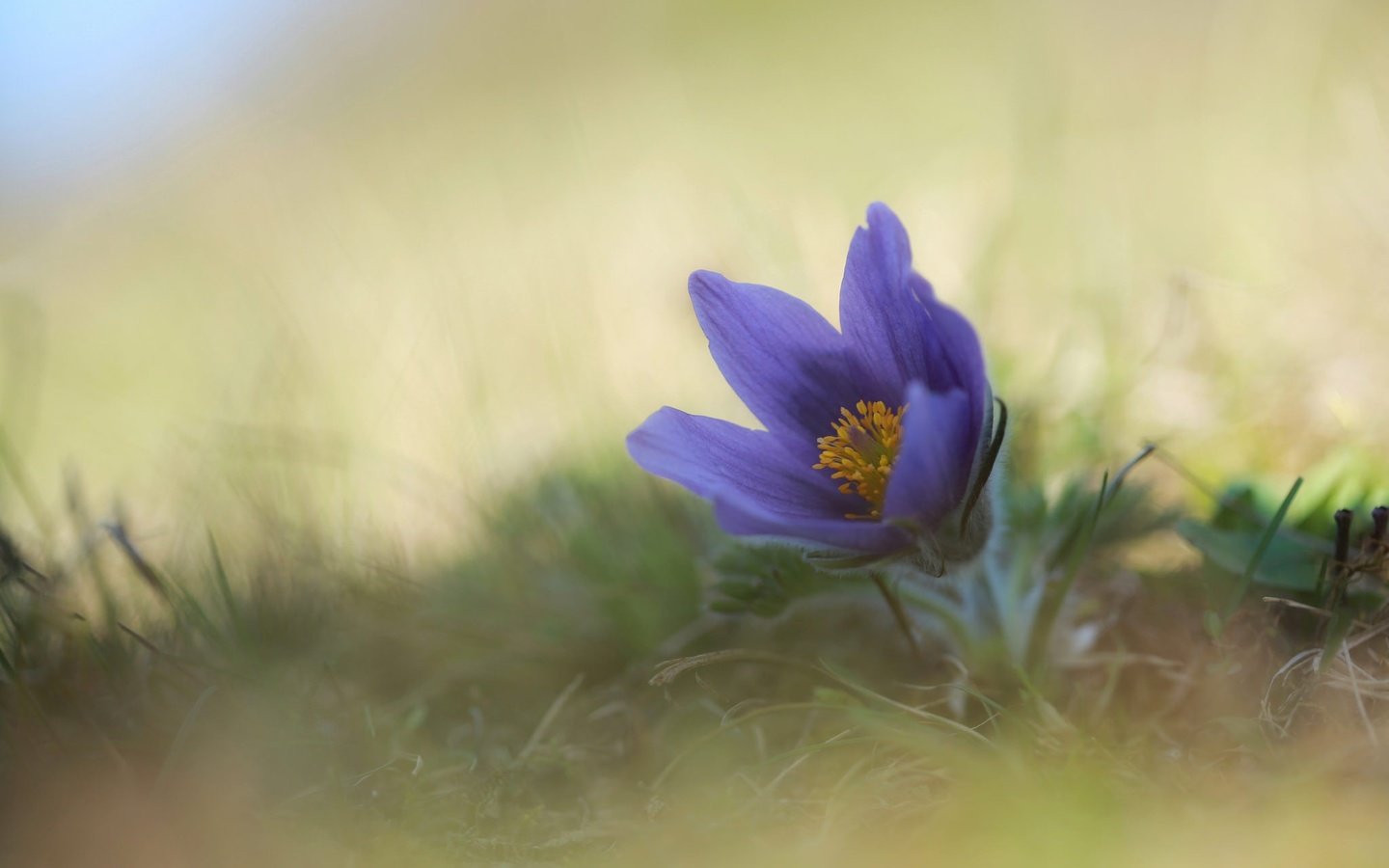 Обои цветок, весна, анемон, сон-трава, прострел, flower, spring, anemone, sleep-grass, cross разрешение 2048x1365 Загрузить