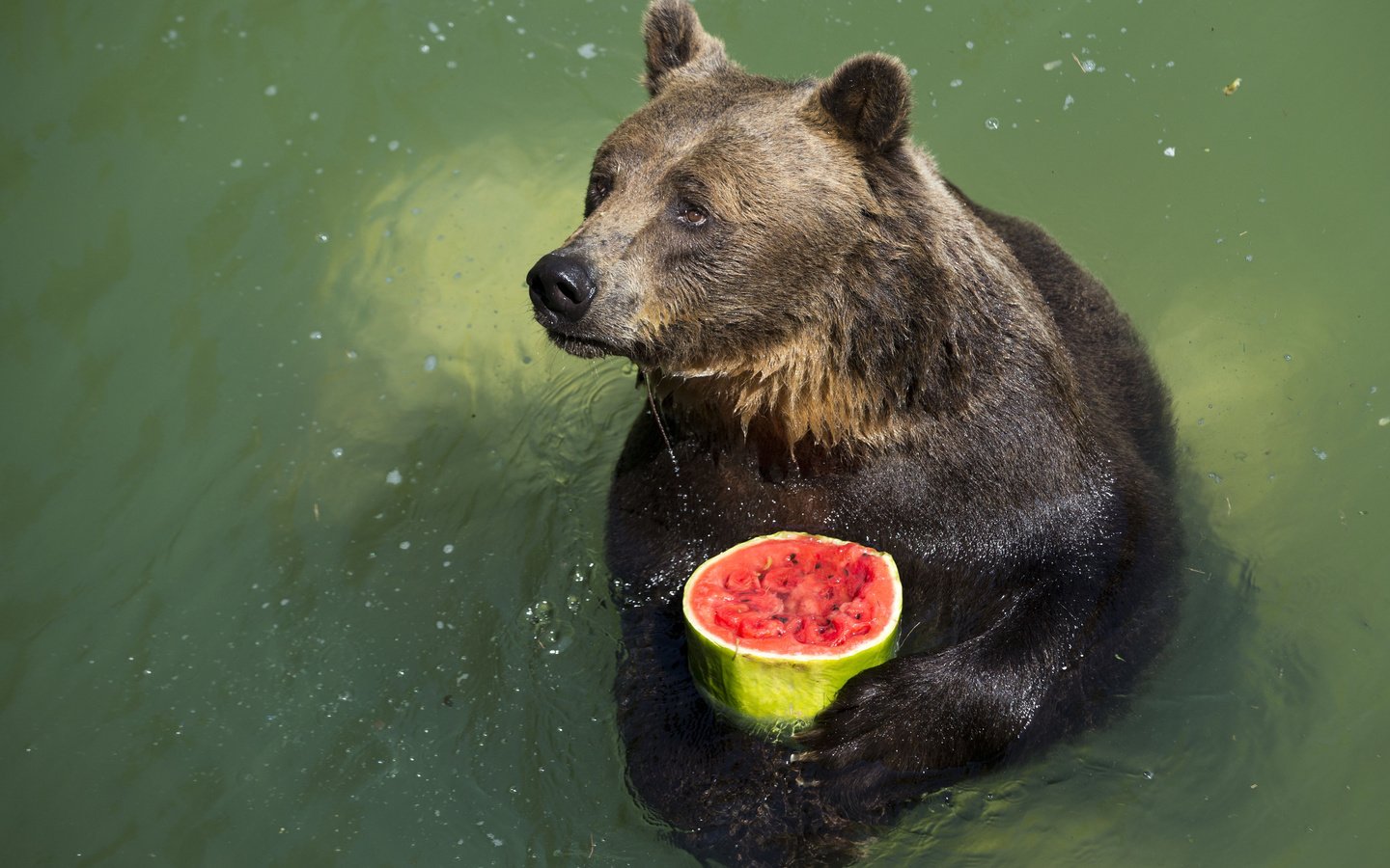 Обои вода, лапы, капли, медведь, арбуз, water, paws, drops, bear, watermelon разрешение 2560x1600 Загрузить
