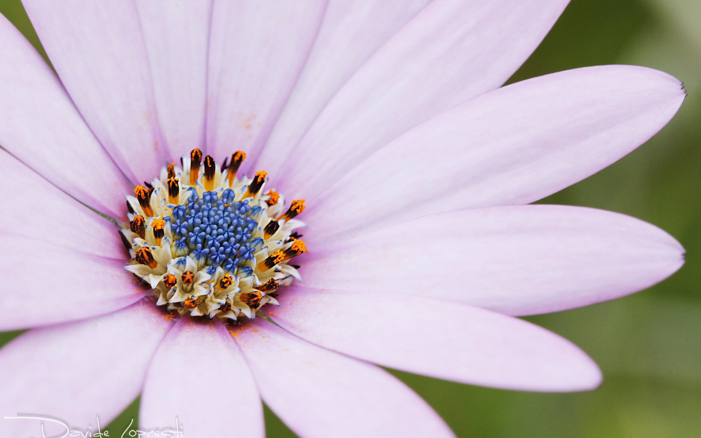 Обои макро, цветок, лепестки, остеоспермум, davide lopresti, macro, flower, petals, osteospermum разрешение 2000x1333 Загрузить