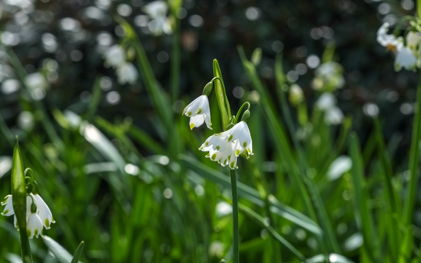 Обои цветы, ландыши, весна, jazzmatica, flowers, lilies of the valley, spring разрешение 4896x2760 Загрузить