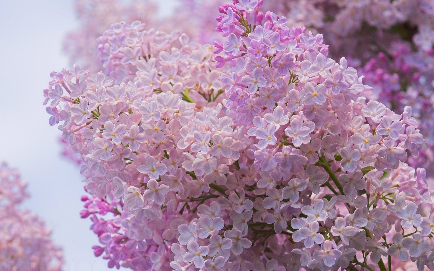 Обои цветы, цветение, ветки, весна, сирень, flowers, flowering, branches, spring, lilac разрешение 2013x1400 Загрузить