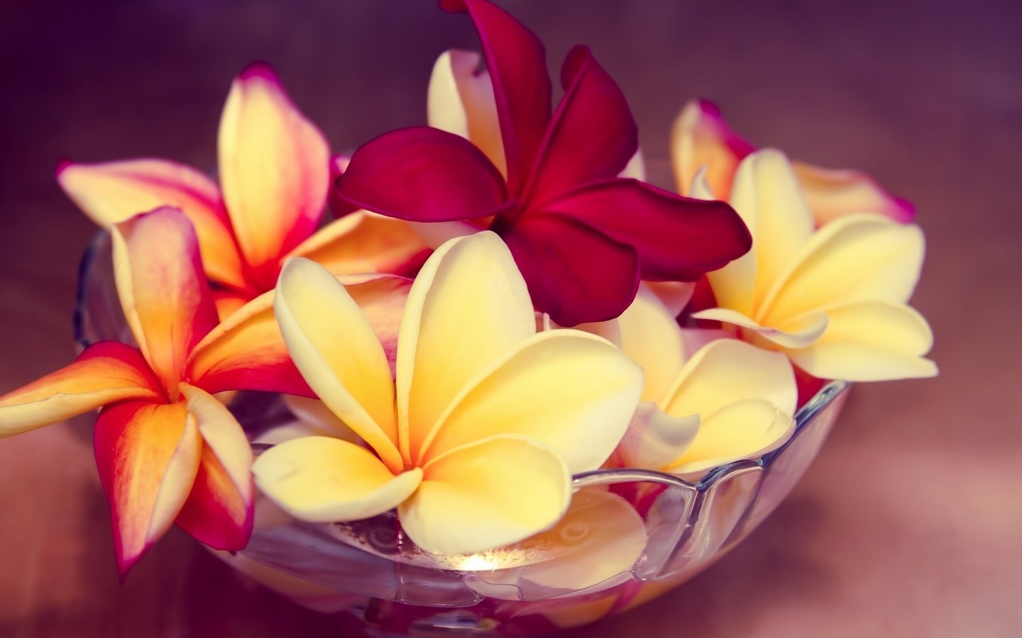 Обои цветы, экзотика, миска, плюмерия, франжипани, flowers, exotic, bowl, plumeria, frangipani разрешение 2048x1365 Загрузить