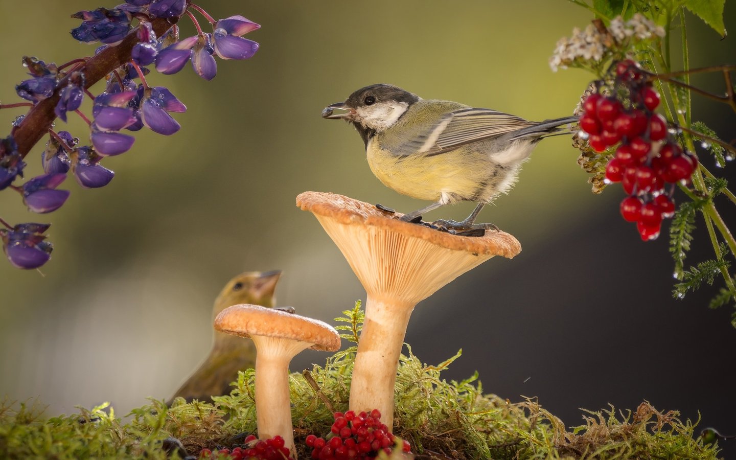 Обои цветы, природа, грибы, птицы, мох, ягоды, синица, geert weggen, flowers, nature, mushrooms, birds, moss, berries, tit разрешение 2048x1366 Загрузить