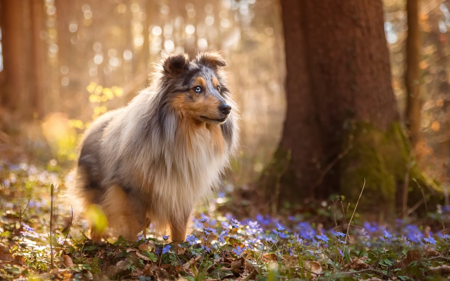 Обои цветы, природа, лес, собака, весна, шелти, sabine fallend, flowers, nature, forest, dog, spring, sheltie разрешение 1920x1150 Загрузить