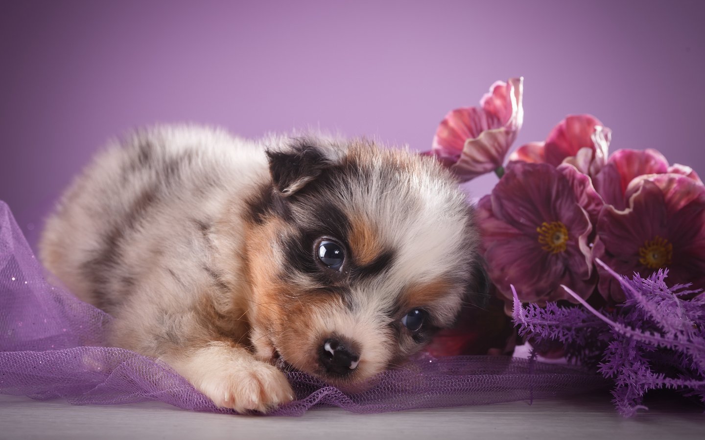 Обои цветы, взгляд, щенок, овчарка, австралийская овчарка, flowers, look, puppy, shepherd, australian shepherd разрешение 5172x3448 Загрузить