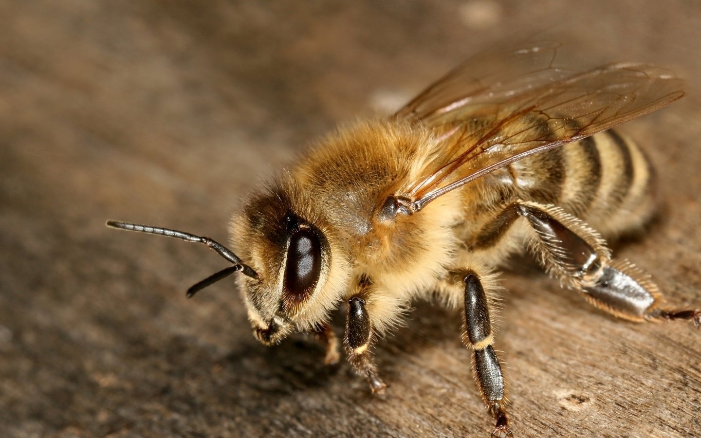Обои насекомое, крылья, усики, пчела, лапки, туловище, insect, wings, antennae, bee, legs, torso разрешение 1920x1080 Загрузить