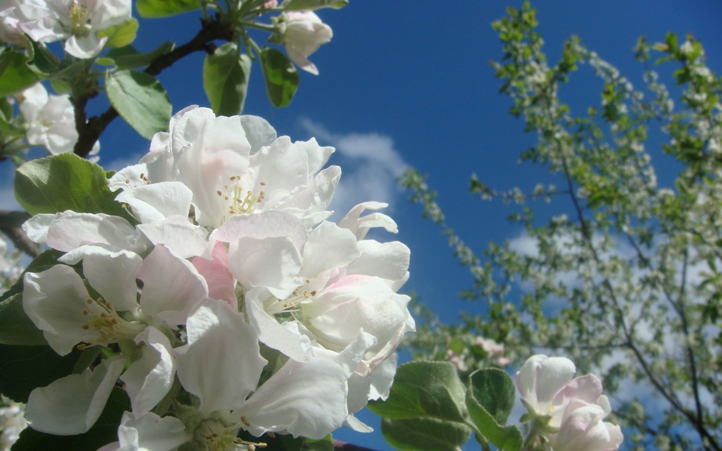 Обои небо, облака, цветение, ветки, весна, яблоня, the sky, clouds, flowering, branches, spring, apple разрешение 3648x2736 Загрузить