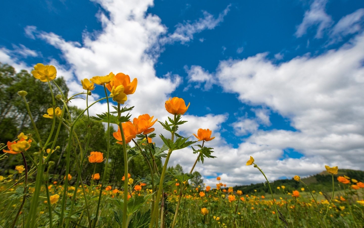 Обои небо, цветы, луг, весна, лютики, the sky, flowers, meadow, spring, buttercups разрешение 1920x1281 Загрузить