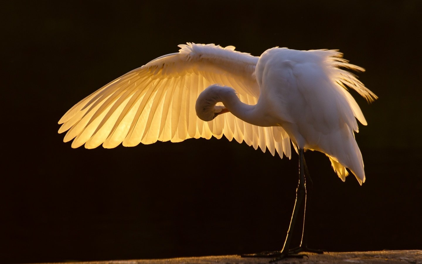 Обои крылья, птицы, клюв, перья, цапля, белая цапля, wings, birds, beak, feathers, heron, white egret разрешение 2000x1333 Загрузить
