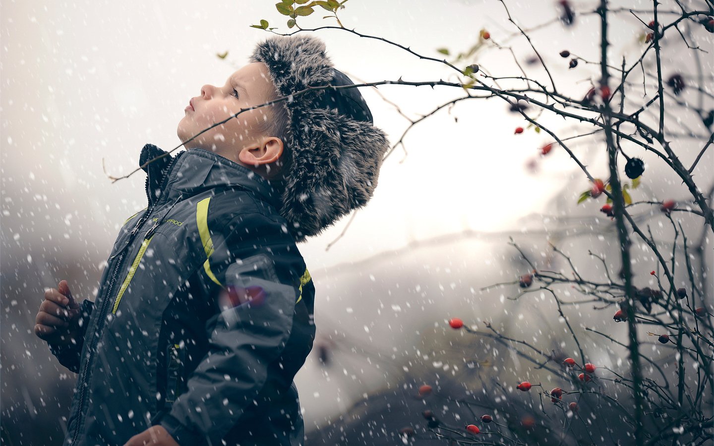 Обои снег, зима, ветки, шиповник, ягоды, ребенок, мальчик, snow, winter, branches, briar, berries, child, boy разрешение 1920x1277 Загрузить