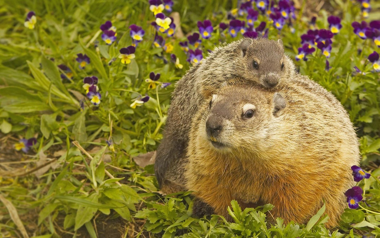 Обои сша, грызун, миннесота, луговые собачки, usa, rodent, mn, prairie dogs разрешение 1920x1080 Загрузить