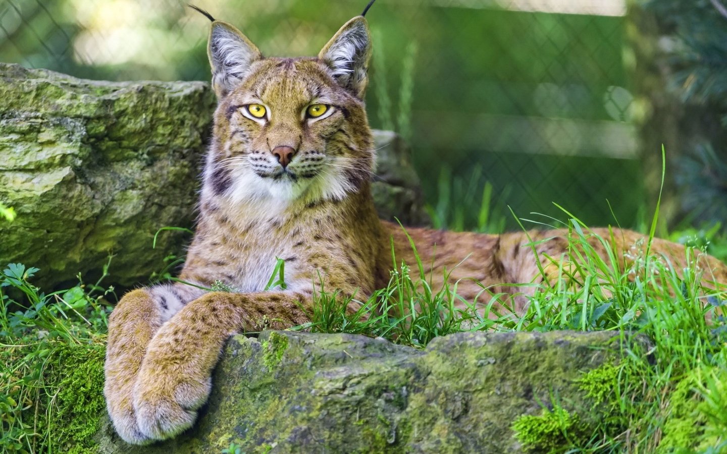 Обои глаза, морда, трава, рысь, взгляд, дикая кошка, eyes, face, grass, lynx, look, wild cat разрешение 1920x1200 Загрузить