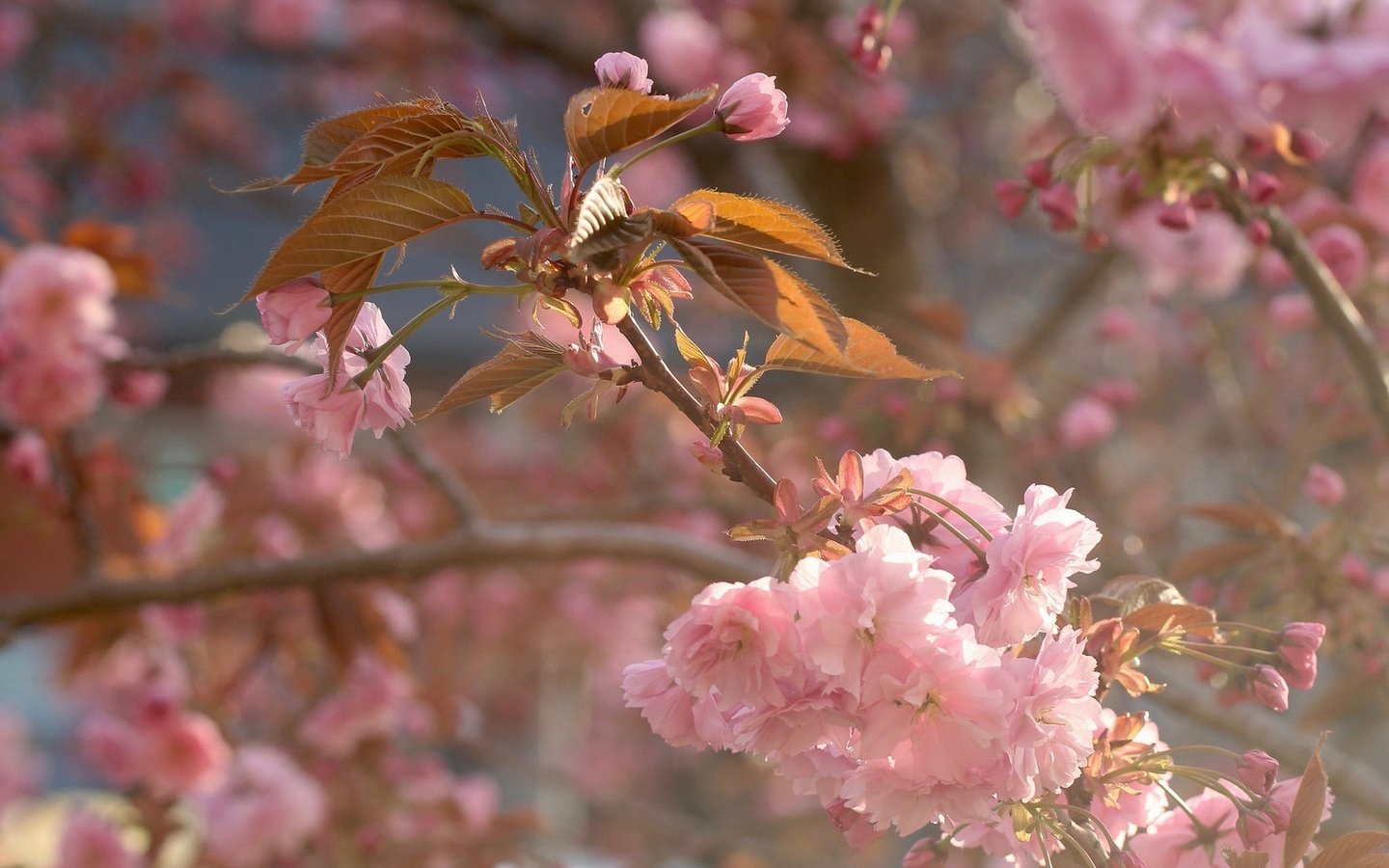 Обои ветка, цветение, макро, весна, вишня, сакура, цветки, branch, flowering, macro, spring, cherry, sakura, flowers разрешение 2048x1363 Загрузить