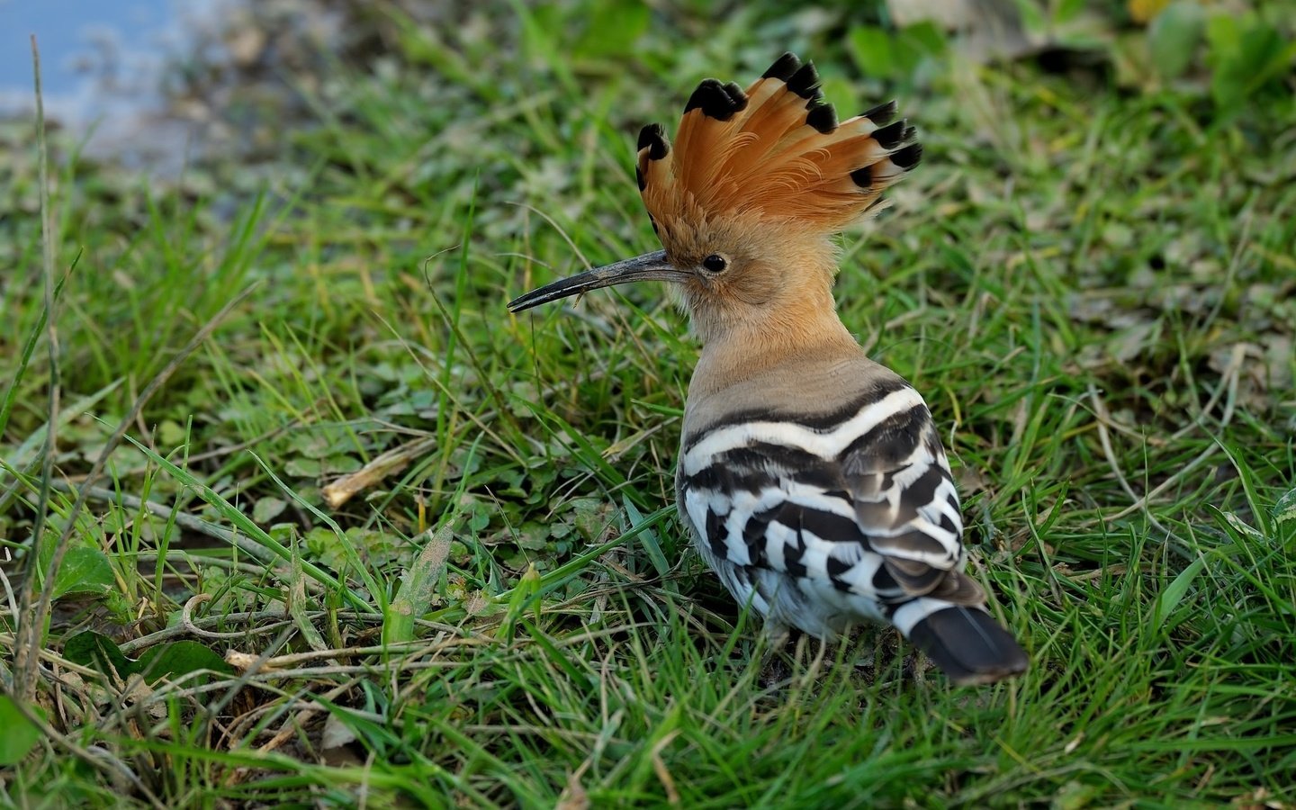 Обои трава, животные, птица, клюв, перья, удод, grass, animals, bird, beak, feathers, hoopoe разрешение 2048x1365 Загрузить