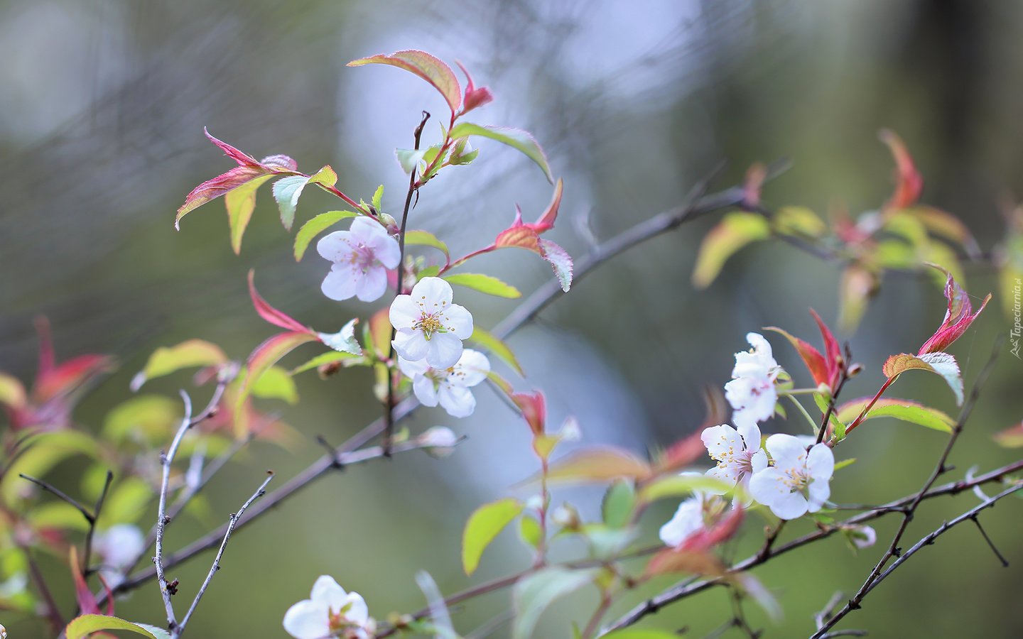 Обои цветы, природа, дерево, цветение, фон, ветки, весна, flowers, nature, tree, flowering, background, branches, spring разрешение 2048x1365 Загрузить