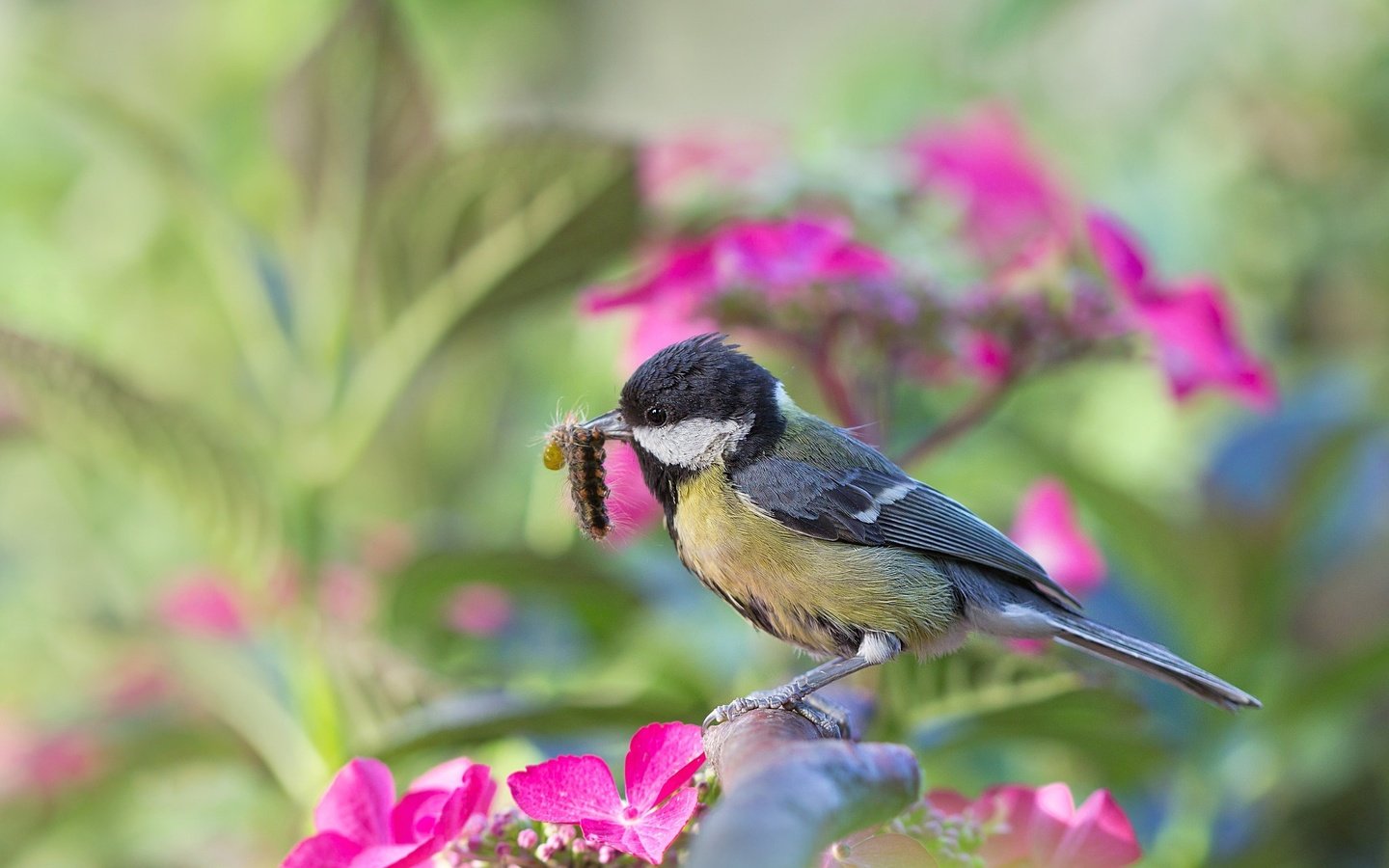 Обои цветы, природа, насекомое, ветки, птица, гусеница, синица, flowers, nature, insect, branches, bird, caterpillar, tit разрешение 2048x1365 Загрузить