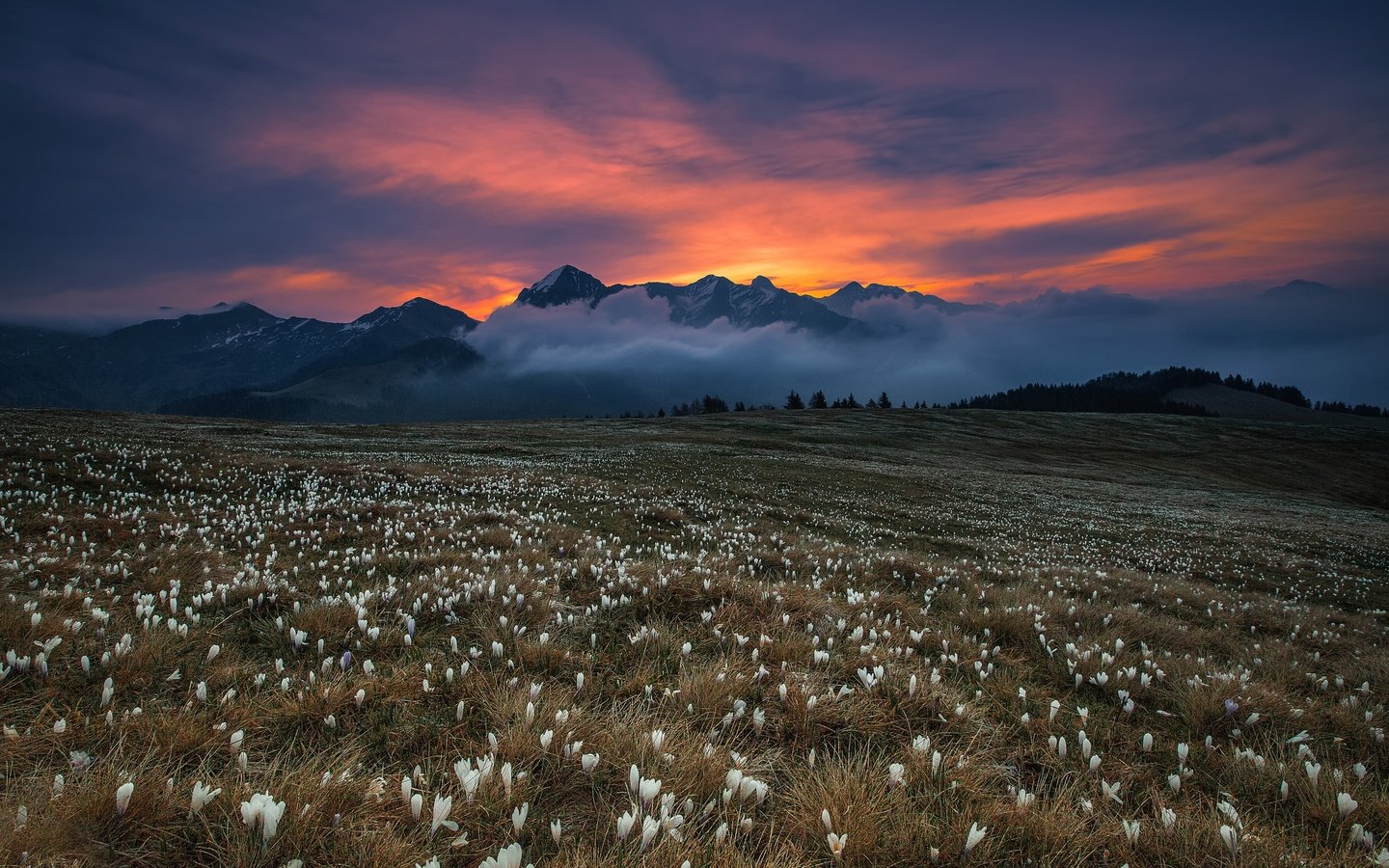 Обои цветы, трава, горы, туман, поле, blooming dawn, flowers, grass, mountains, fog, field разрешение 2500x1667 Загрузить