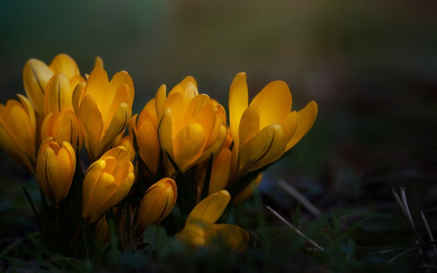 Обои цветы, трава, макро, весна, крокусы, flowers, grass, macro, spring, crocuses разрешение 2048x1095 Загрузить