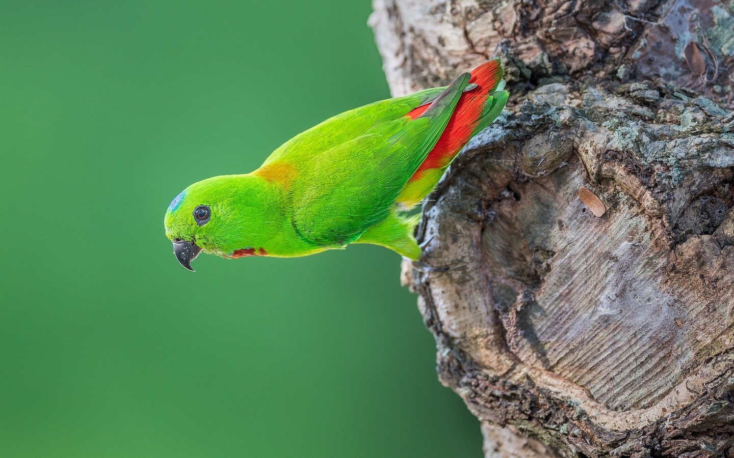 Обои дерево, птица, хвост, попугай, оперение, tree, bird, tail, parrot разрешение 2048x1367 Загрузить