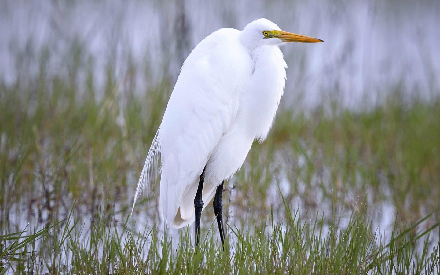 Обои природа, птица, клюв, цапля, белая цапля, nature, bird, beak, heron, white egret разрешение 2718x1600 Загрузить