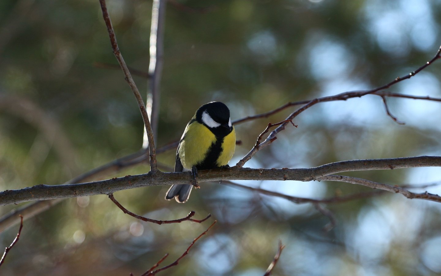 Обои природа, фон, птица, синица, веточки, nature, background, bird, tit, twigs разрешение 1920x1280 Загрузить