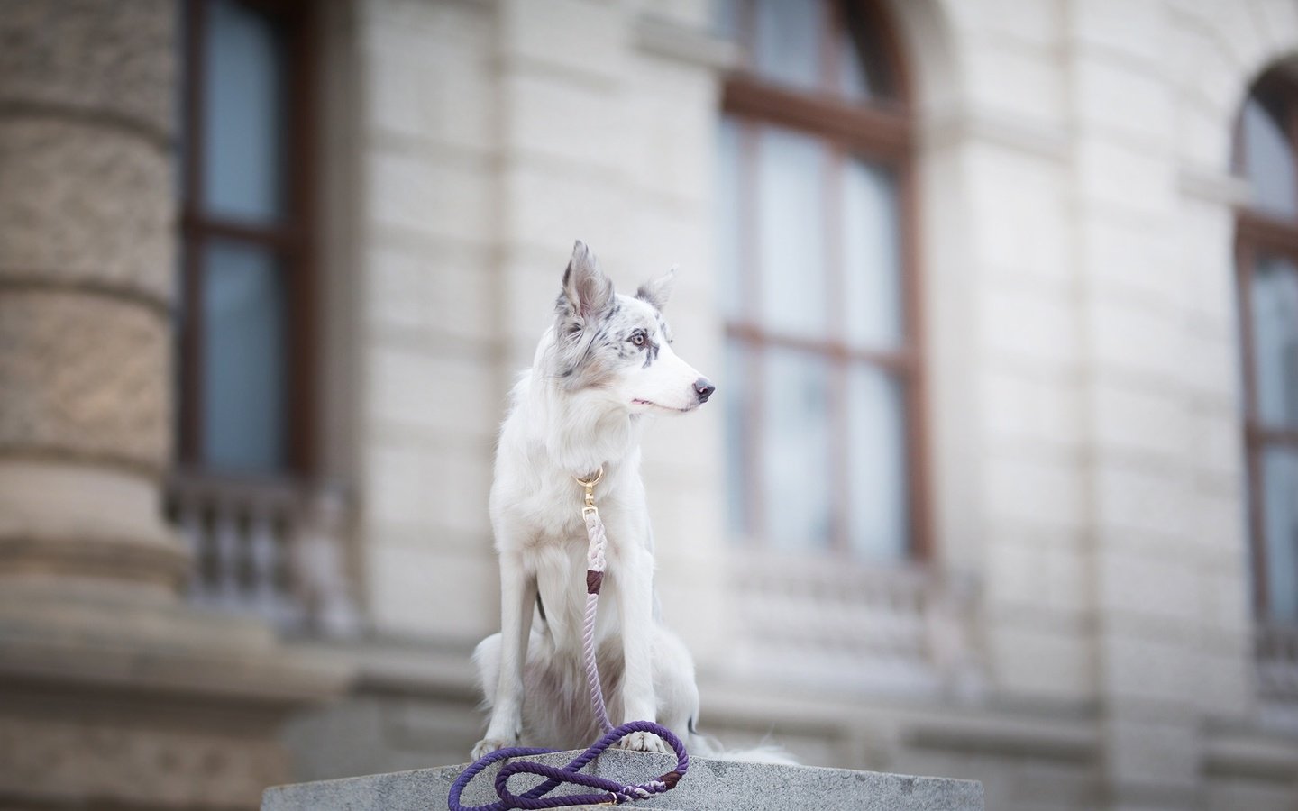 Обои собака, пятна, боке, поводок, бордер-колли, alicja zmysłowska, witty&white, dog, spot, bokeh, leash, the border collie разрешение 2048x1365 Загрузить