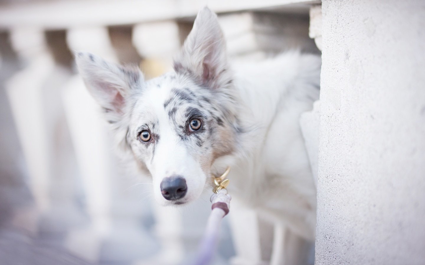 Обои собака, пятна, боке, бордер-колли, alicja zmysłowska, witty&white, dog, spot, bokeh, the border collie разрешение 2048x1365 Загрузить