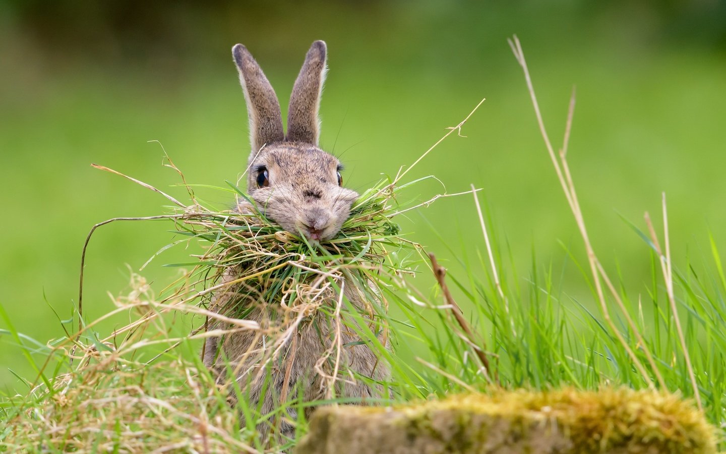 Обои трава, природа, фон, кролик, заяц, nesting rabbit, grass, nature, background, rabbit, hare разрешение 2048x1367 Загрузить