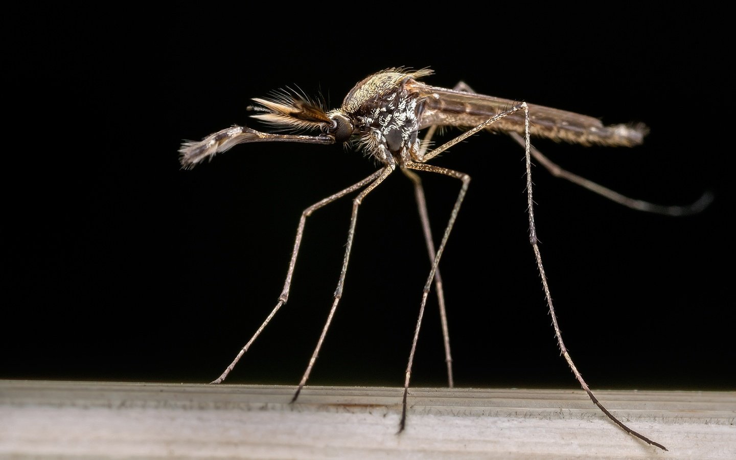 Обои насекомое, фон, комар, москит, aedes albifasciatus, insect, background, the mosquito, mosquito разрешение 2048x1366 Загрузить