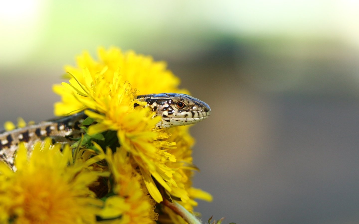 Обои цветы, ящерица, одуванчики, рептилия, flowers, lizard, dandelions, reptile разрешение 1920x1280 Загрузить