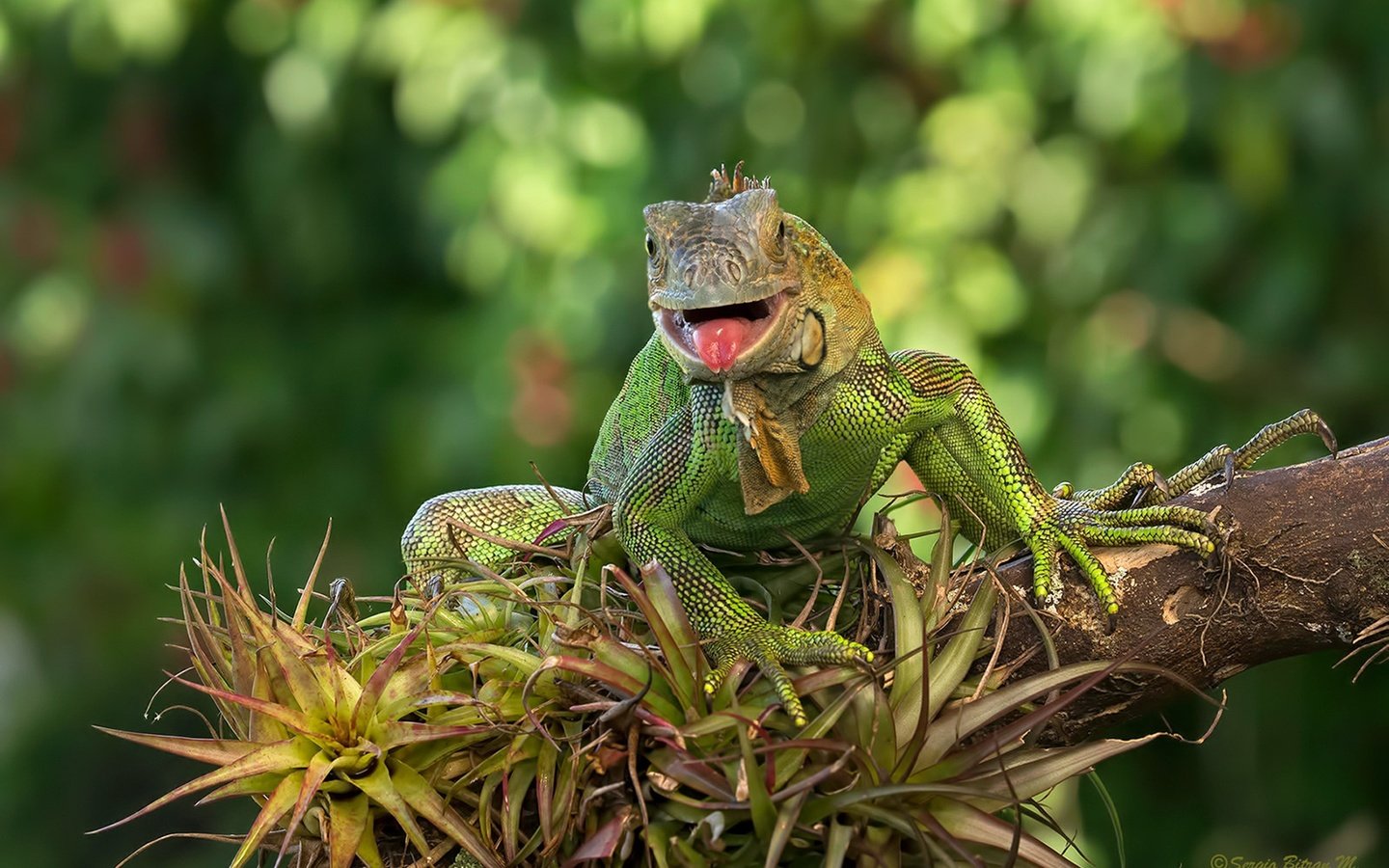 Обои ящерица, зеленая, игуана, lizard, green, iguana разрешение 1920x1280 Загрузить