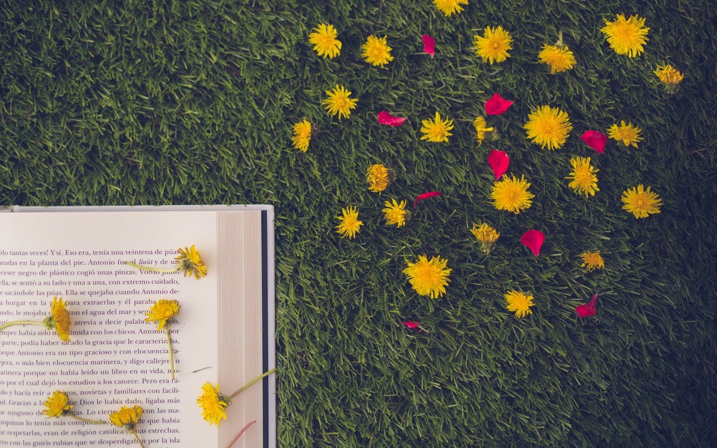 Обои цветы, трава, лепестки, одуванчики, книга, страница, flowers, grass, petals, dandelions, book, page разрешение 5522x3681 Загрузить