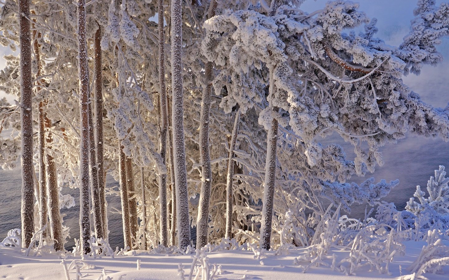 Обои деревья, снег, зима, иней, trees, snow, winter, frost разрешение 2400x1595 Загрузить