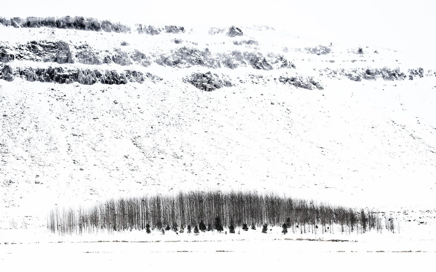 Обои деревья, снег, зима, исландия, trees, snow, winter, iceland разрешение 5247x3498 Загрузить